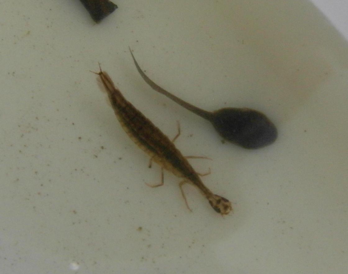 Photo of unidentified aquatic larva