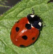 Photo of 7 Spot Ladybird 