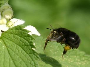 Photo of Hairy-footed Flower Bee 