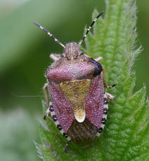Photo of Hairy Shieldbug