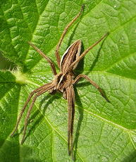 Photo of Nursery Web Spider 