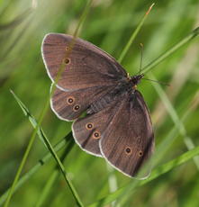 Photo of Ringlet