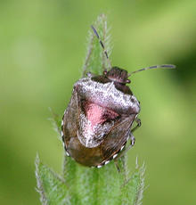 Photo of Woundwort Shieldbug