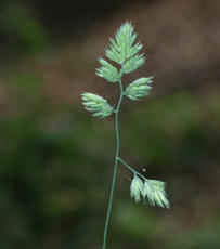 Photo of Cock's-foot  