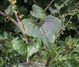 Photo of Black Bryony