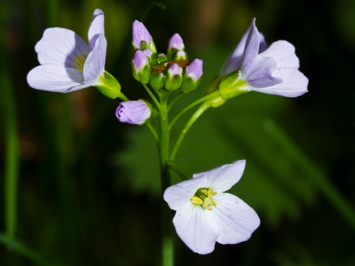 Photo of Cuckooflower