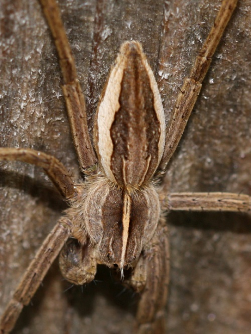 Photo of Nursery Web Spider 