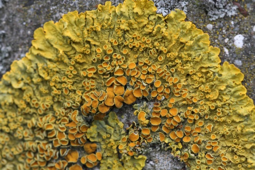 Photo of Xanthoria parietina