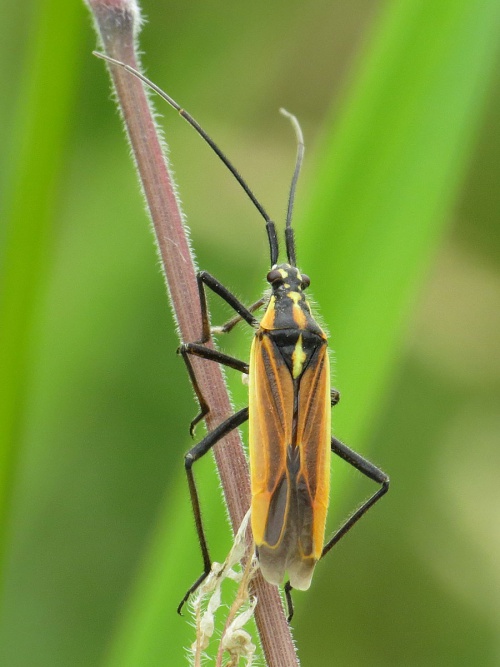 Photo of Meadow Plant Bug