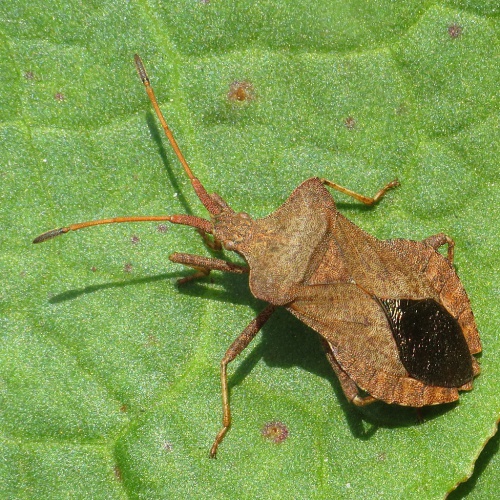 Photo of Dock Bug