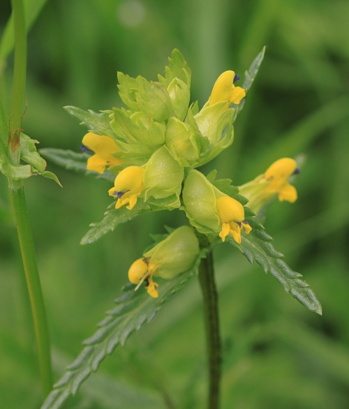Photo of Yellow-rattle 