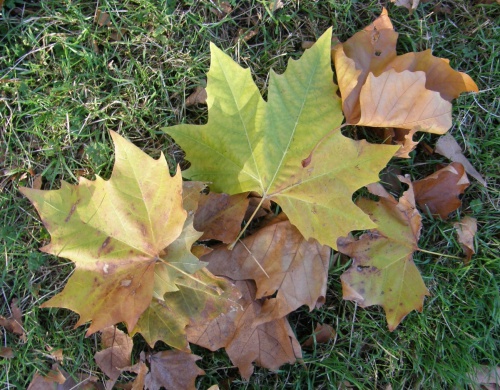 Photo of London Plane