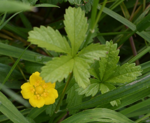 Photo of Creeping Cinquefoil