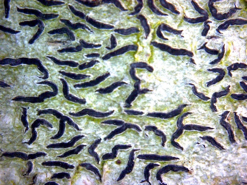 Photo of Script Lichen  