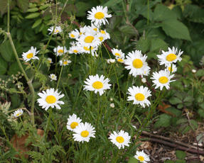 Photo of Oxeye Daisy