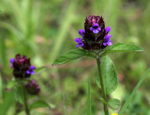 Photo of Selfheal