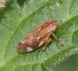 Photo of Common Froghopper