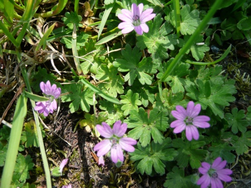 Photo of Dove's-foot Crane's-bill