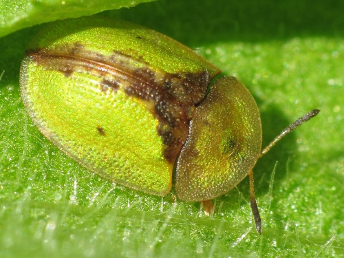 Photo of Tortoise Beetle