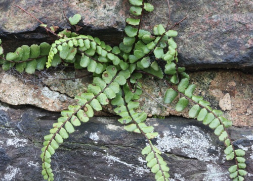 Photo of Maidenhair Spleenwort