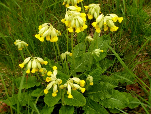 Photo of Cowslip