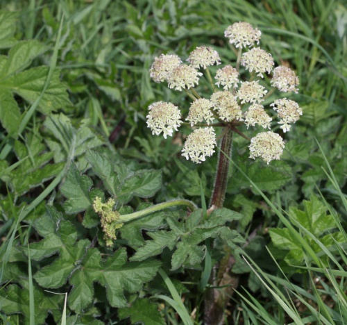 Photo of Hogweed