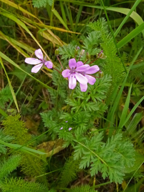 Photo of Common Stork's-bill