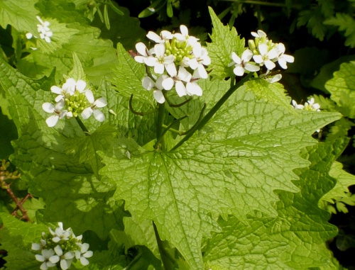 Photo of Garlic Mustard