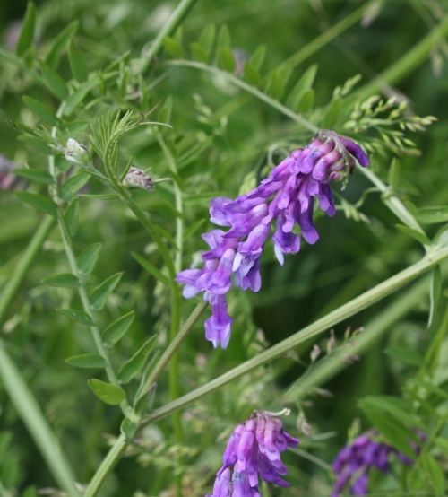 Photo of Tufted Vetch