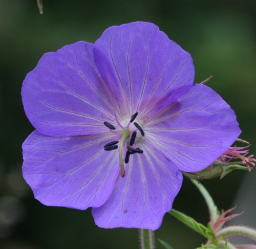 Photo of Meadow Cranesbill