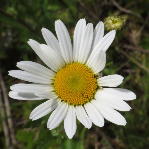 Photo of Oxeye Daisy