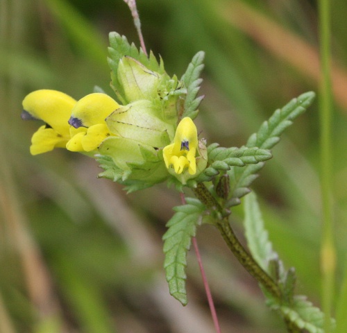 Photo of Yellow-rattle