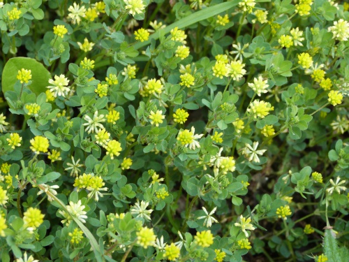 Photo of Lesser Trefoil