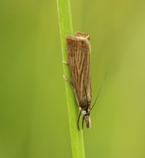 Photo of Chrysoteuchia culmella