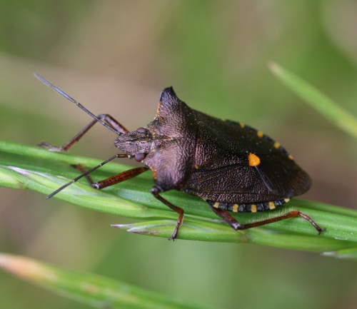 Photo of Red-legged Shieldbug