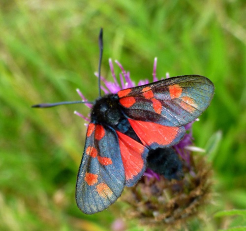 Photo of Six-spot Burnet