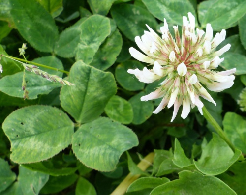 Photo of White Clover