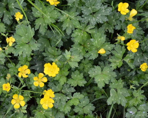 Photo of Creeping Buttercup