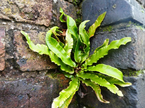 Photo of Hart's-tongue