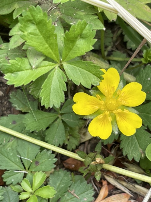 Photo of Creeping Cinquefoil