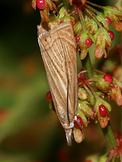Photo of Chrysoteuchia culmella