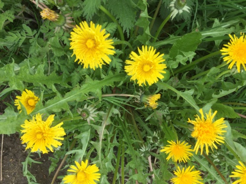 Photo of Dandelion agg.