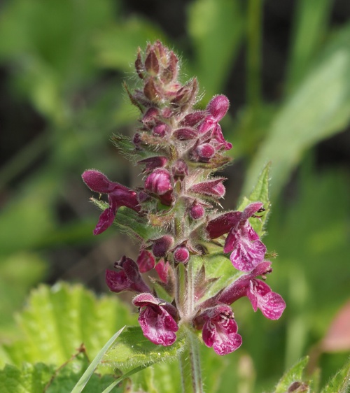 Photo of Hedge Woundwort