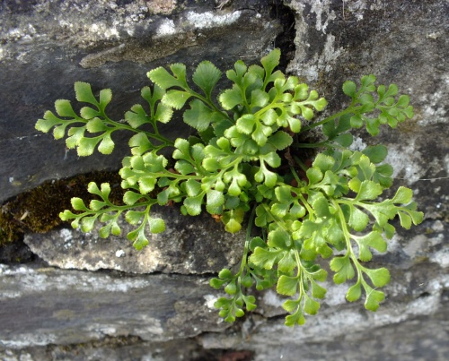 Photo of Wall-rue