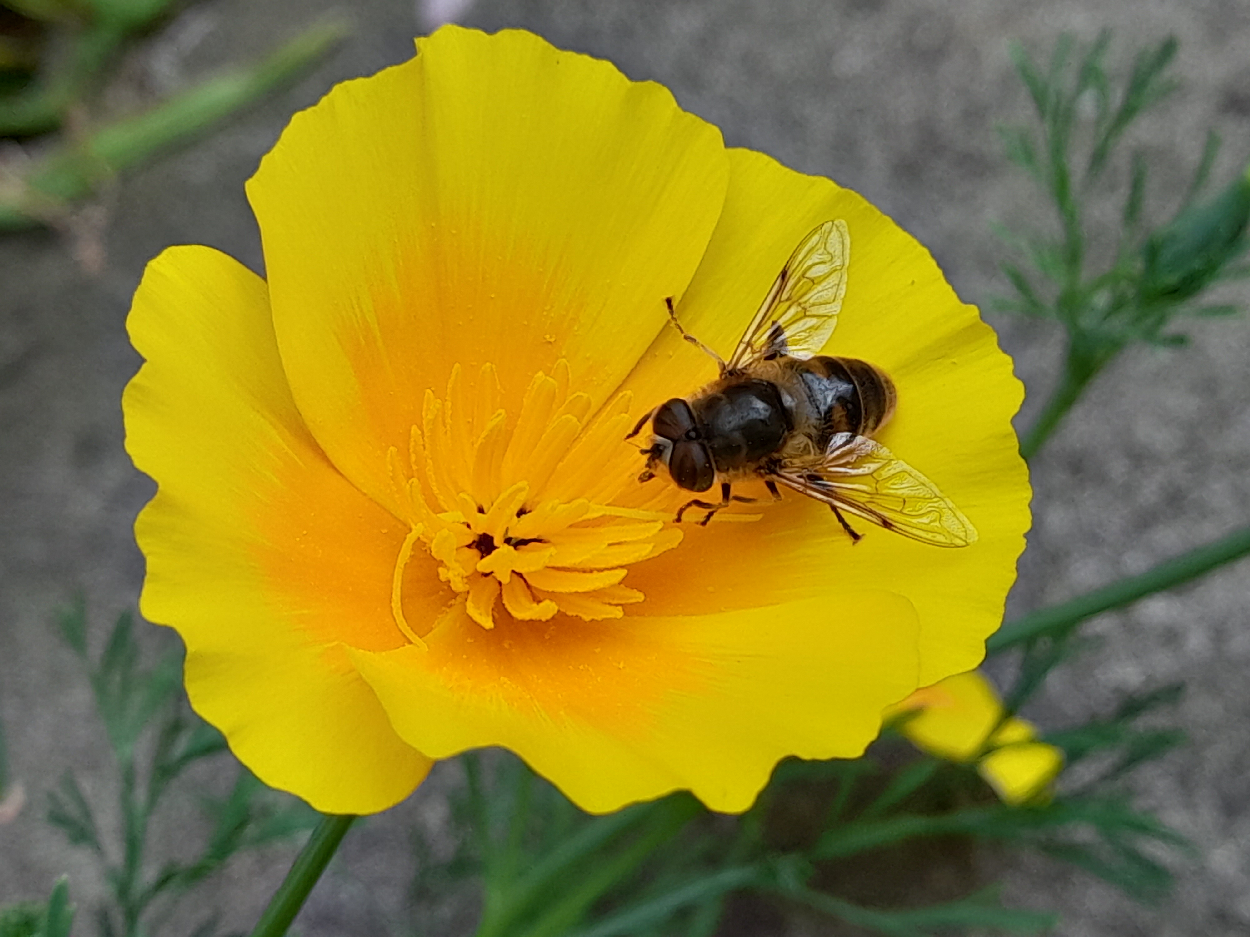 Bee/not bee ID please NatureSpot