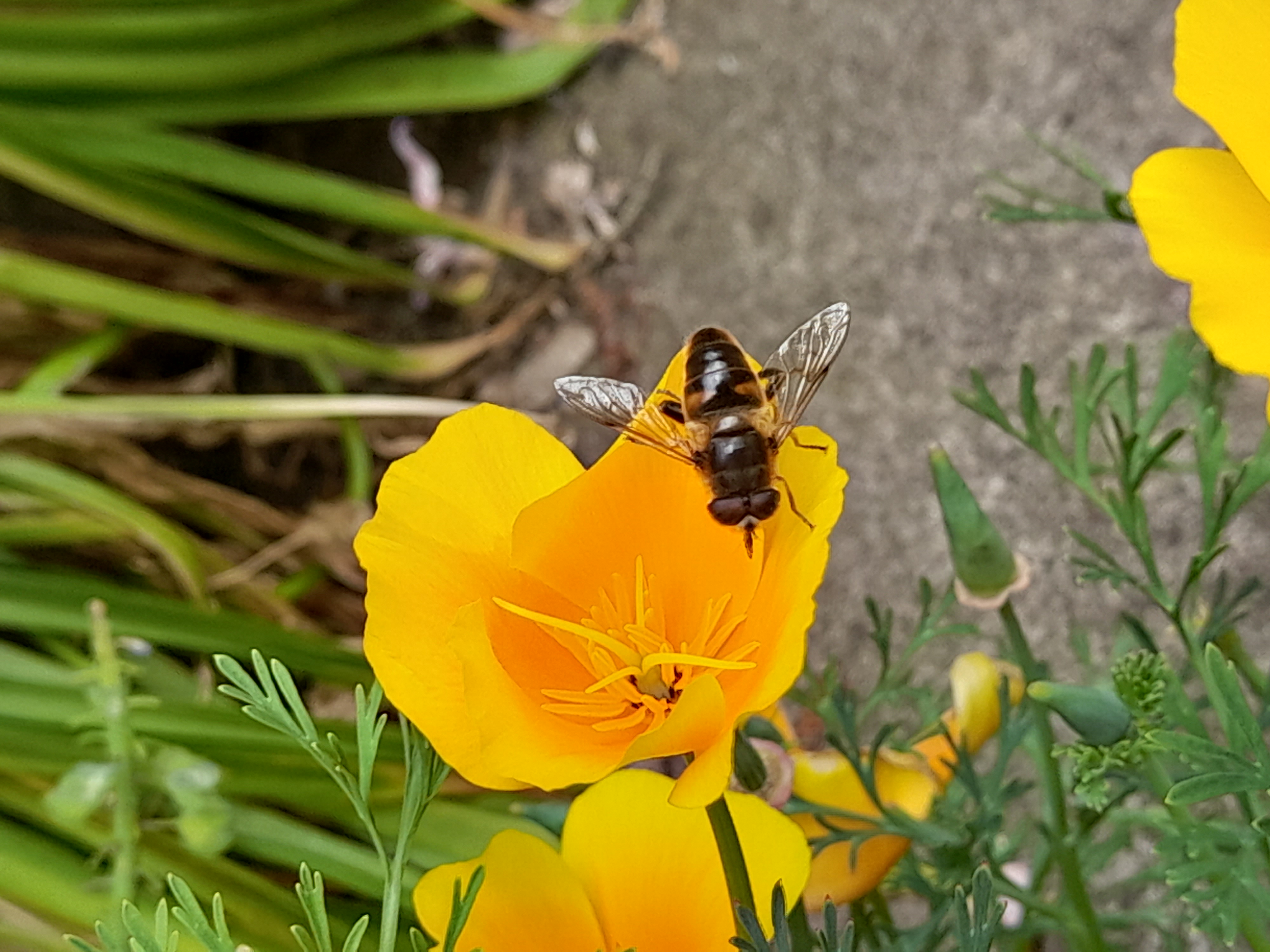 Bee/not bee ID please NatureSpot