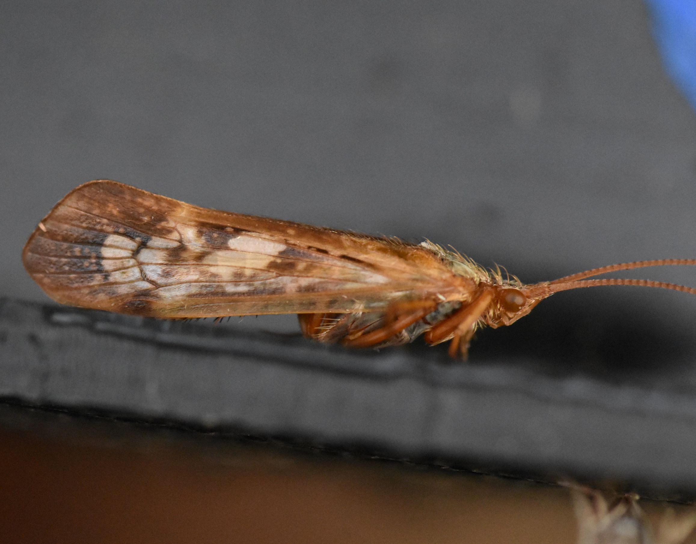 Caddisfly ID NatureSpot
