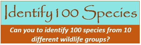 100 species banner
