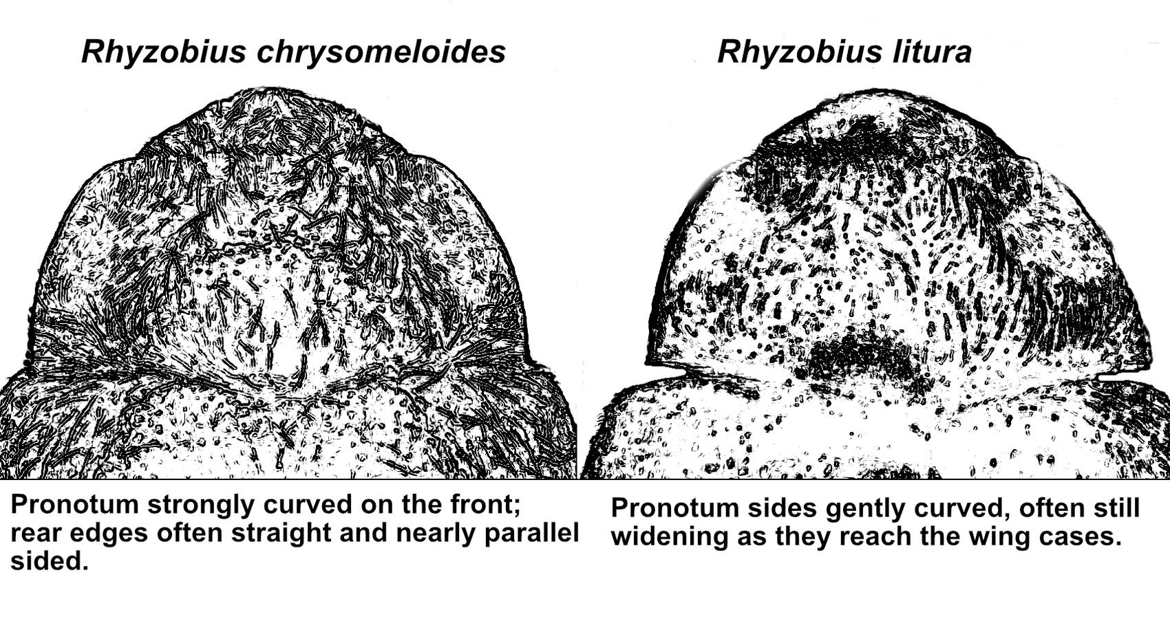 Rhyzobius chrysomeloides versus Rhyzobius litura