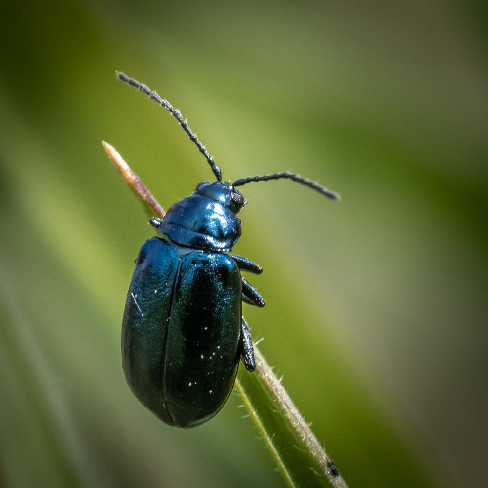 A iridescent blue but otherwise looks like a green mint leaf beetle. 8 mm  